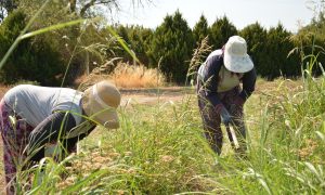 Çiftçilere 476 milyon liralık destekleme ödemesi bugün yapılacak