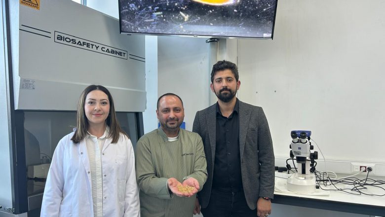  Sivas’ta Yetiştirilen Zeron Buğdayından Organik Bulgur Üretildi