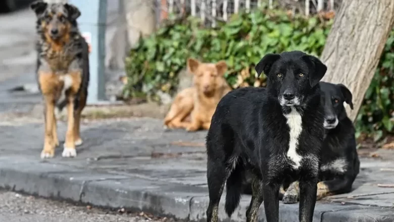  İstanbul’da sokak köpeklerinin toplanması için süre verildi